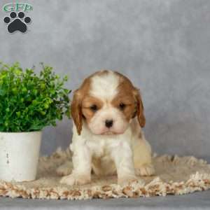 Blossom, Cavalier King Charles Spaniel Puppy