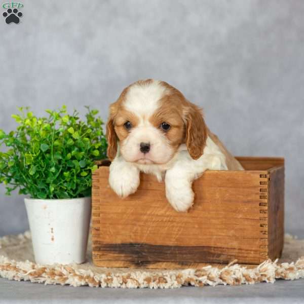 Blossom, Cavalier King Charles Spaniel Puppy