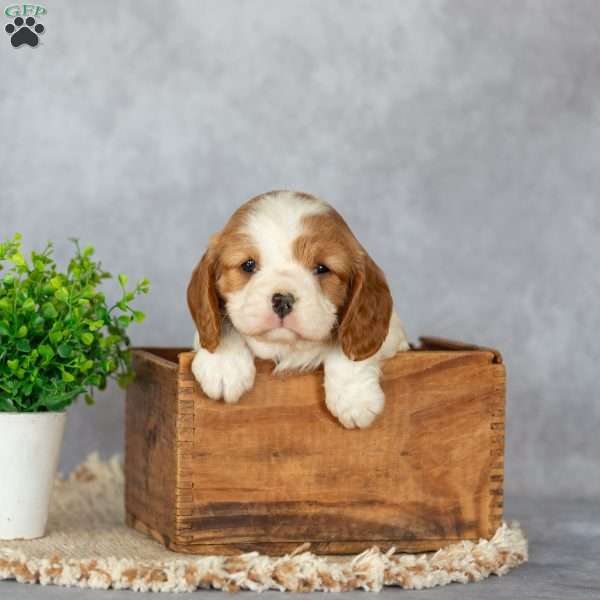 Brielle, Cavalier King Charles Spaniel Puppy
