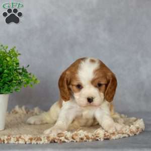 Brielle, Cavalier King Charles Spaniel Puppy