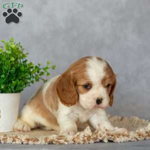 Brielle, Cavalier King Charles Spaniel Puppy
