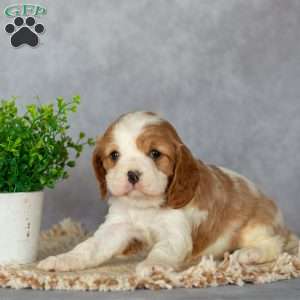 Brielle, Cavalier King Charles Spaniel Puppy