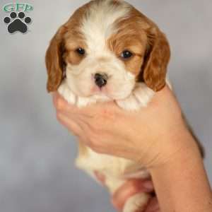 Brielle, Cavalier King Charles Spaniel Puppy