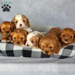 Bonnie, Cavalier King Charles Spaniel Puppy