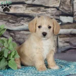 Ellie, Westiepoo Puppy