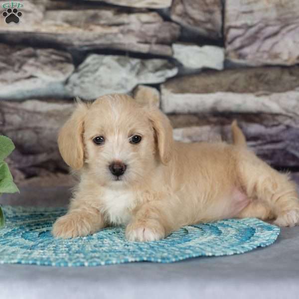 Ellie, Westiepoo Puppy