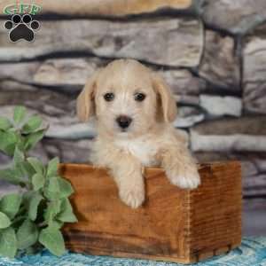 Ellie, Westiepoo Puppy
