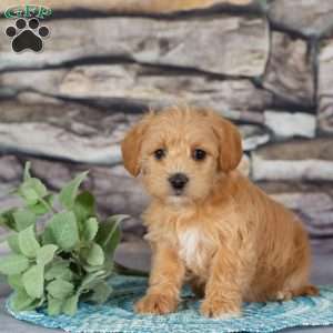 Echo, Westiepoo Puppy