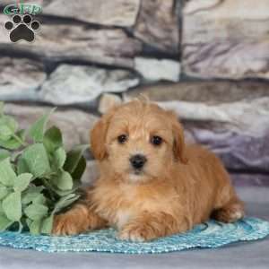 Echo, Westiepoo Puppy