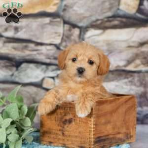 Echo, Westiepoo Puppy