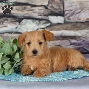 Eve, Westiepoo Puppy