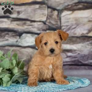Eve, Westiepoo Puppy