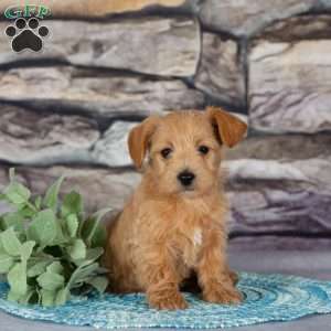 Eve, Westiepoo Puppy