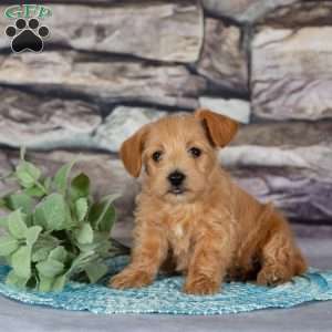 Eve, Westiepoo Puppy