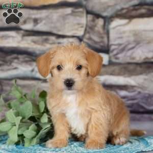 Emma, Westiepoo Puppy