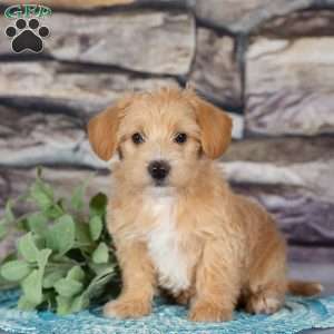 Emma, Westiepoo Puppy