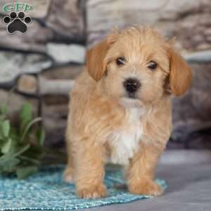 Emma, Westiepoo Puppy