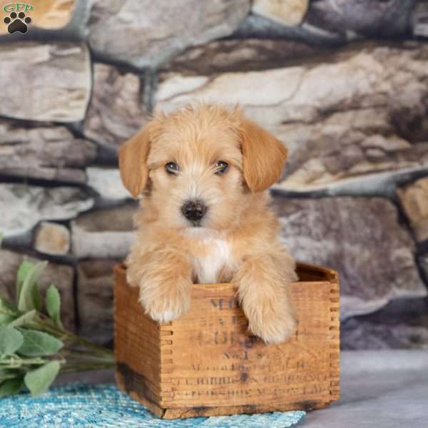 Emma, Westiepoo Puppy