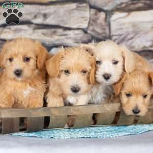 Ellie, Westiepoo Puppy