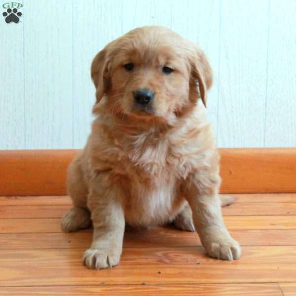 Eddie, Golden Retriever Puppy