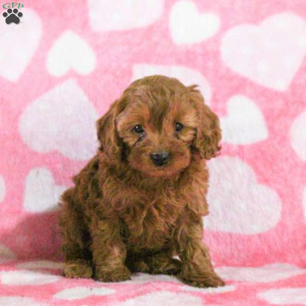 Eddie, Cavapoo Puppy