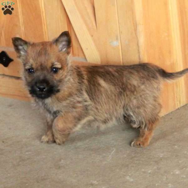 Eddie, Cairn Terrier Puppy
