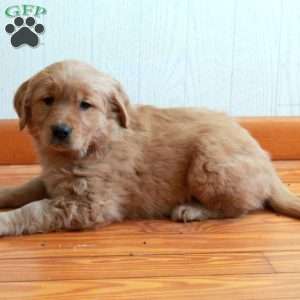 Eddie, Golden Retriever Puppy