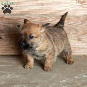 Eddie, Cairn Terrier Puppy