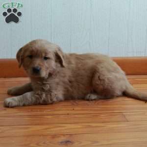 Eddie, Golden Retriever Puppy