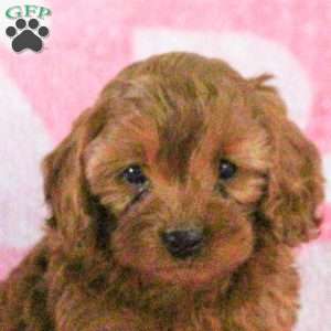 Eddie, Cavapoo Puppy