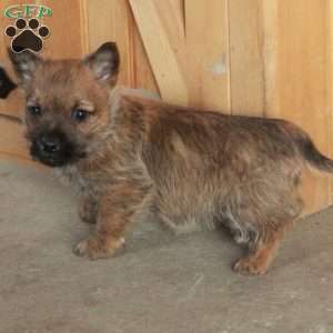 Eddie, Cairn Terrier Puppy
