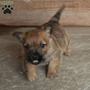 Eddie, Cairn Terrier Puppy