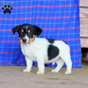 Eddie, Jack Russell Terrier Puppy