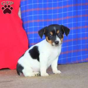 Eddie, Jack Russell Terrier Puppy