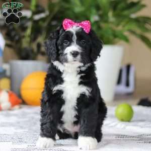 Eden, Bernedoodle Puppy