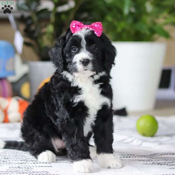 Eden, Bernedoodle Puppy