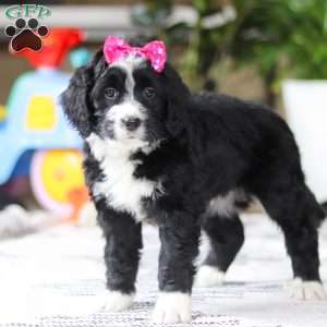 Eden, Bernedoodle Puppy