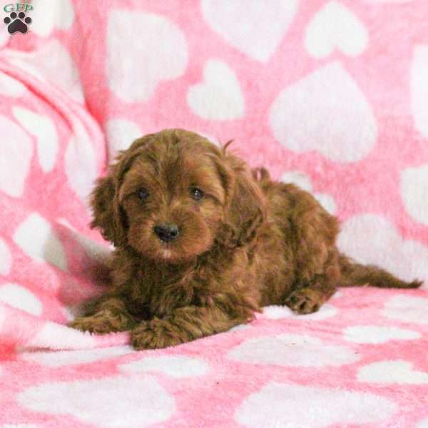 Edison, Cavapoo Puppy