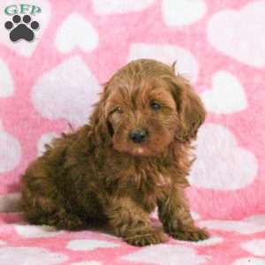 Edison, Cavapoo Puppy