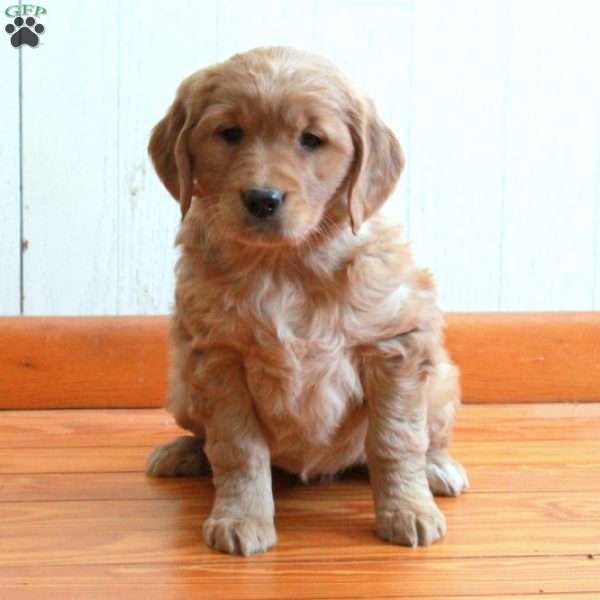 Effie, Golden Retriever Puppy