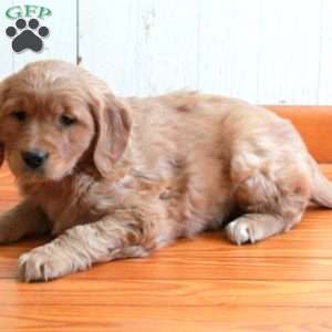 Effie, Golden Retriever Puppy