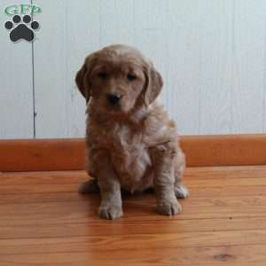Effie, Golden Retriever Puppy