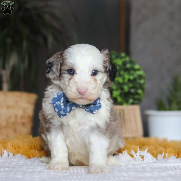 Eggbert, Mini Sheepadoodle Puppy