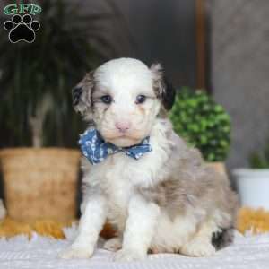 Eggbert, Mini Sheepadoodle Puppy