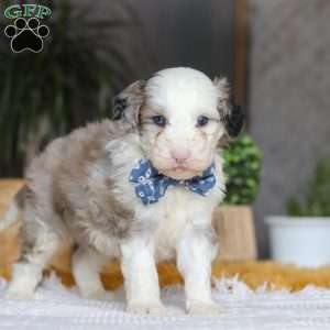 Eggbert, Mini Sheepadoodle Puppy
