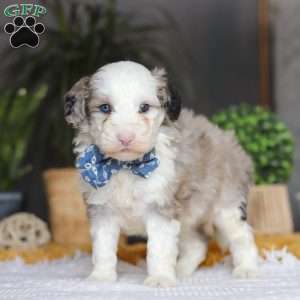 Eggbert, Mini Sheepadoodle Puppy