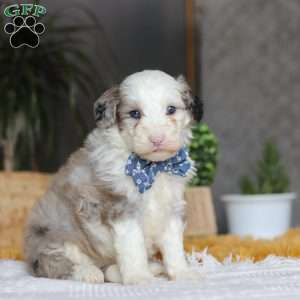 Eggbert, Mini Sheepadoodle Puppy