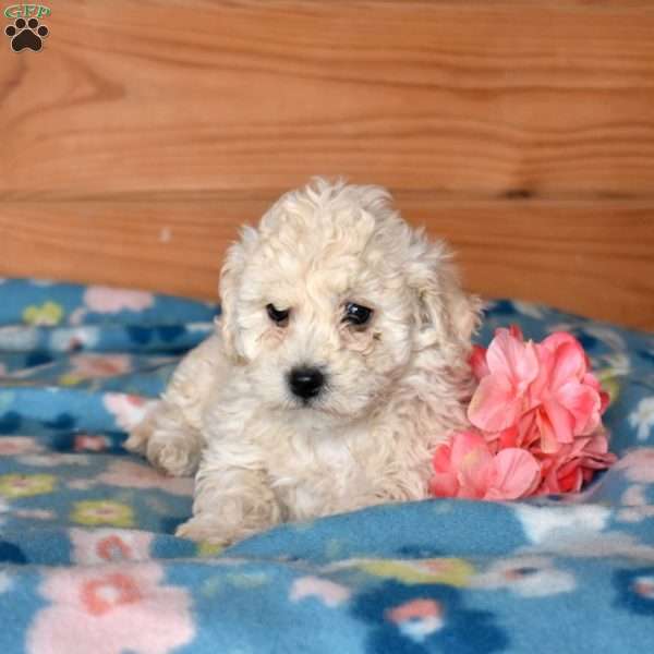 Eggo, Bich-Poo Puppy