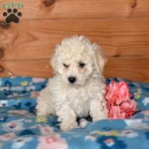 Eggo, Bich-Poo Puppy