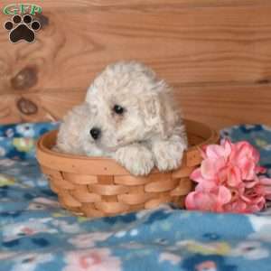 Eggo, Bich-Poo Puppy